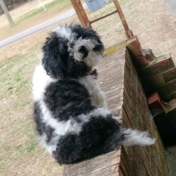 Meet your Posher, Thomas - Picture 1 of 1